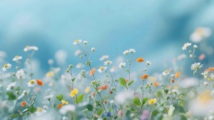 治愈小清新鲜花