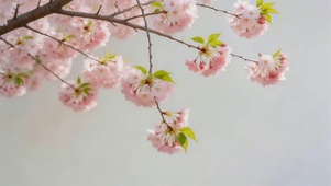 小清新樱花