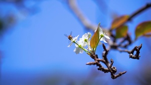 蜜蜂采蜜
