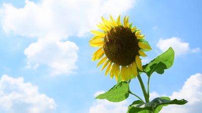 阳光下的向日葵