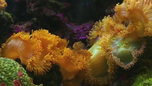 海底珊瑚