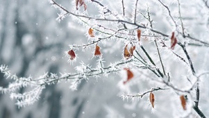 唯美冬季雪花