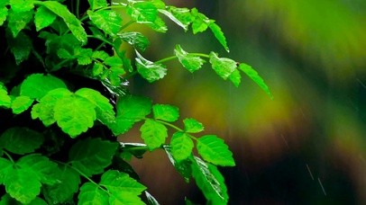 雨中绿叶