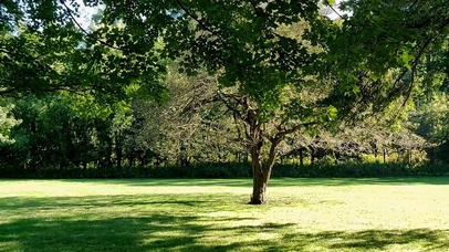 绿色自然风景