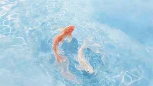 湖面小鱼