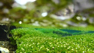 水中花梅花藻