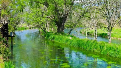 春天树林绿草流水