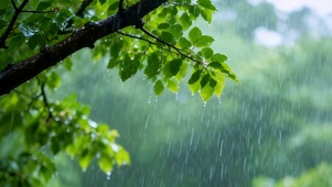 林间听雨（治愈雨声）