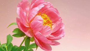 唯美 芍药花