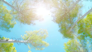 护眼参天大树宽屏