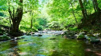 夏日绿树林溪流