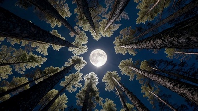 仰观松林满月夜景