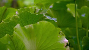 4K夏天池塘唯美盛开荷花