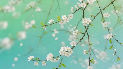 小清新鲜花
