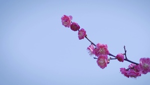 4K唯美桃花
