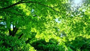 护眼阳光绿叶4K