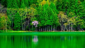 绿林湖面