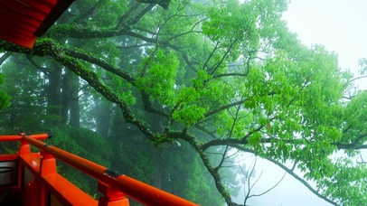 幽静雨天寺院树林绿叶