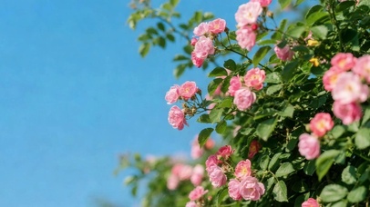 晴空下的花儿