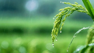 雨幕里的青稻穗