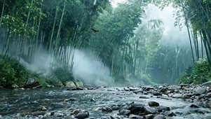 雨天竹林