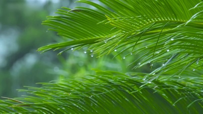 护眼清凉绿叶细雨