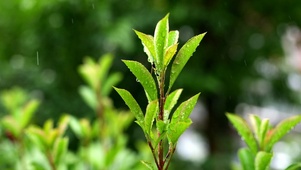 春天春雨自然花草植物4k