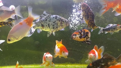 草金鱼