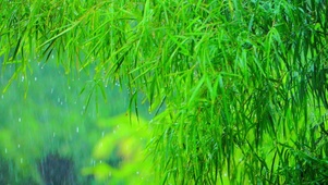唯美治愈小雨 4K