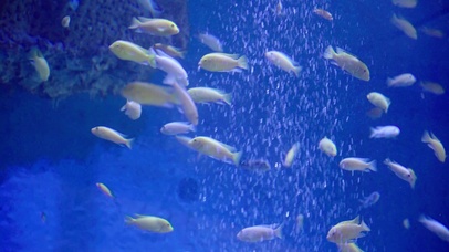 4k海洋馆里的各种小鱼儿