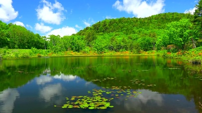 4k湖泊绿树鸟鸣