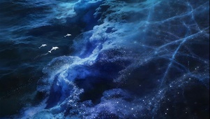 海豚海湾的浪涌