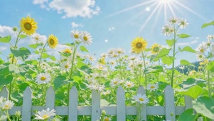 晴空向日葵雏菊清新花田