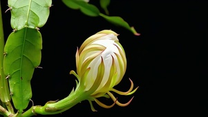 昙花一现