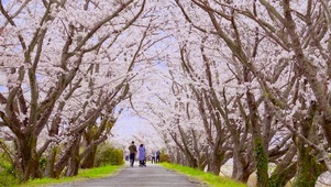樱花小道