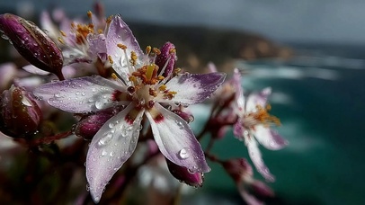 清新海岛鲜花