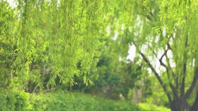 春天柳树