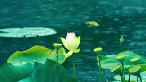 雨中荷花
