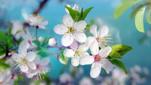 美丽小花