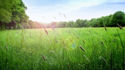 宁静的森林钢琴曲