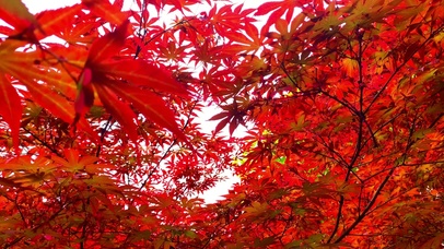 红色枫叶