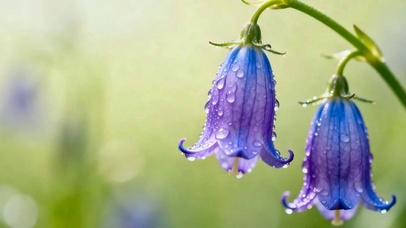 雨天花朵