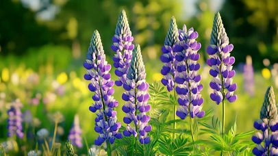 唯美的自然花花