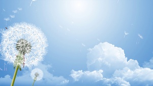 蒲公英的约定