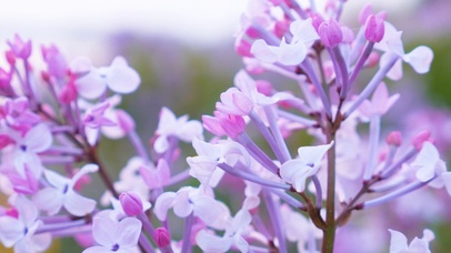 紫铃花