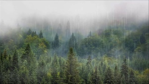 森林下雨