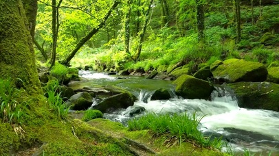 护眼绿林流水
