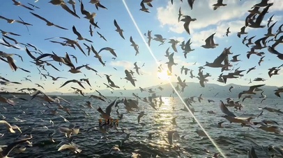 海鸥群飞极其震撼