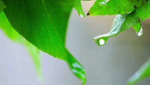 清新护眼雨露4K