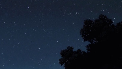 星夜树影